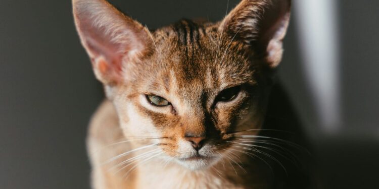 ‘Technically’ Is the Worst Kind of Correct | by Avi Siegel | The Startup | Sep, 2024