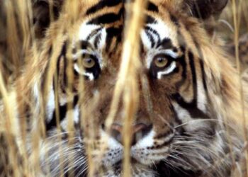 Do businesses need to care about biodiversity?