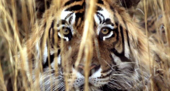 Do businesses need to care about biodiversity?