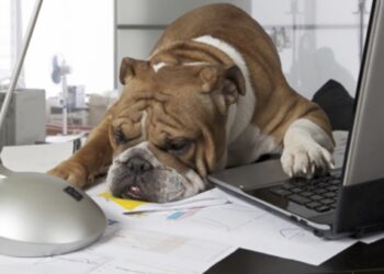 The Startup Magazine Can I Sue Someone Under Personal Injury Law if Their Dog Bites?