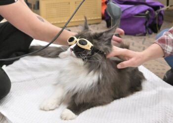 Is private equity behind the surging cost of veterinary care?