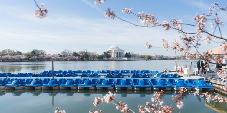 Peak bloom date announced: Best time to see DC’s cherry blossoms in 2025