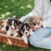 14 Best Side Hustles for Animal Lovers To Make Extra Money