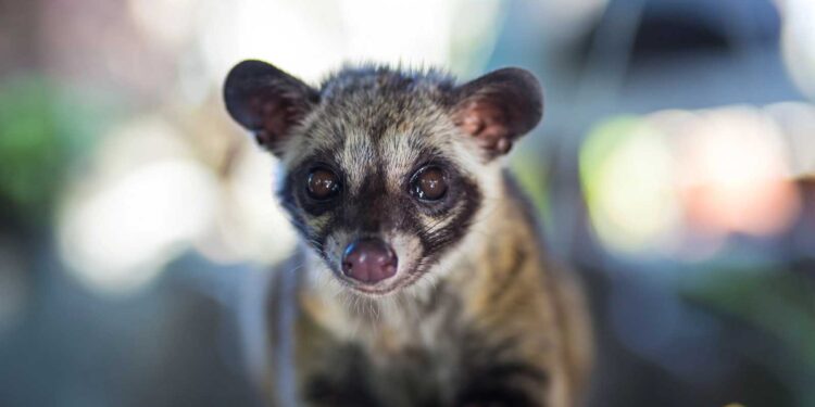 Why Civility Starts With Civets: The Ugly Truth Behind the World’s Most Expensive Coffee