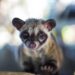 Why Civility Starts With Civets: The Ugly Truth Behind the World’s Most Expensive Coffee