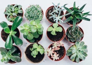10 Best Places To Sell Plants To Make Money