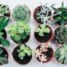 10 Best Places To Sell Plants To Make Money