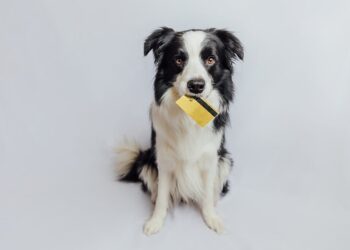 Smart Strategy or Risky Move?