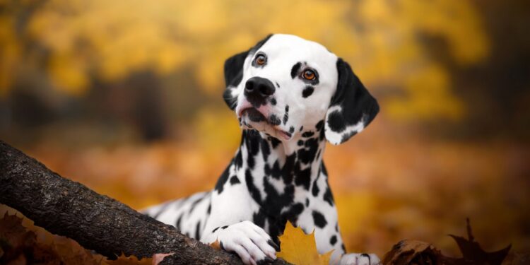 Ready-made stem cell therapies for pets could be coming