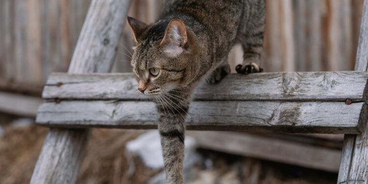 The Real Path to Agile Success