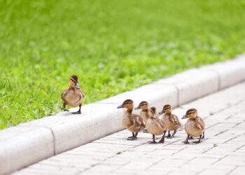 Empowering Every Employee as Acting Chief of Experience