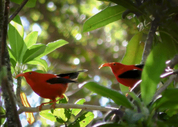 How AI is helping advance the science of bioacoustics to save endangered species