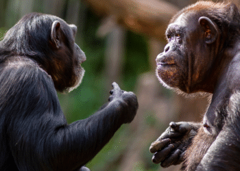 How CX Leaders Choose, Renew and Switch