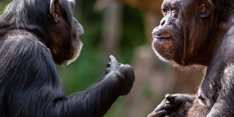 How CX Leaders Choose, Renew and Switch