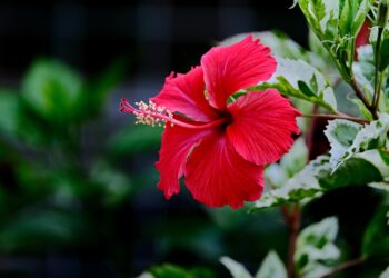 The Cost To Prove Your Ethnicity And Heritage: Hawaiian Edition