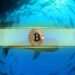 Is Bitcoin Whales’ Game Now as Retail Investors Vanish?