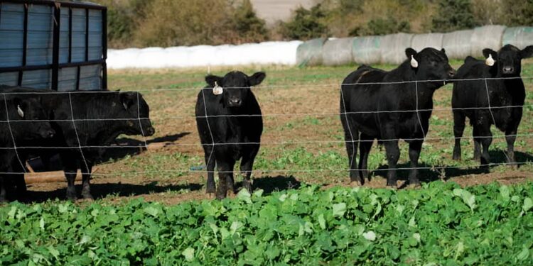 From farm to table, high beef prices squeeze margins. How our steakhouse stock is balancing costs