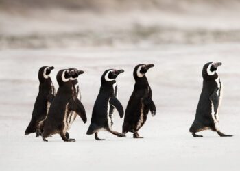 When Tools Lead and Strategy Follows