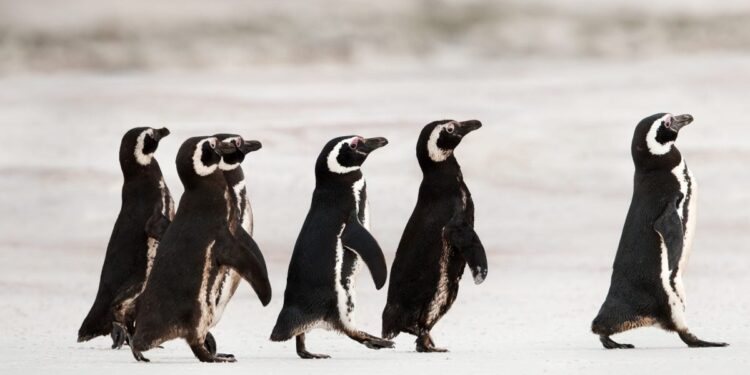 When Tools Lead and Strategy Follows