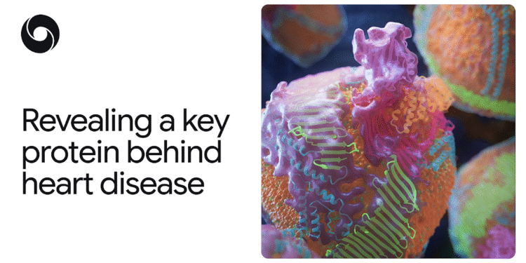 AlphaFold Reveals a Key Protein Behind Heart Disease