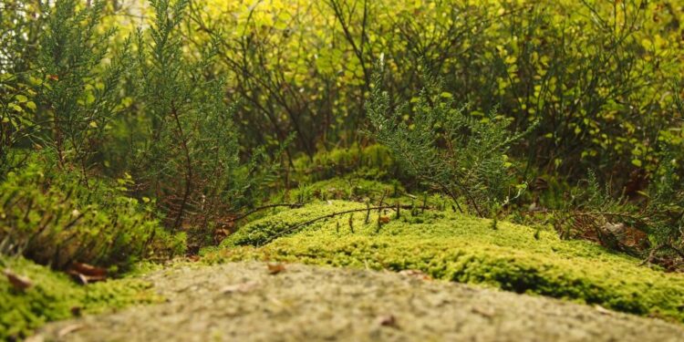 3 Key Tips for Launching a Landscaping Business in 2026