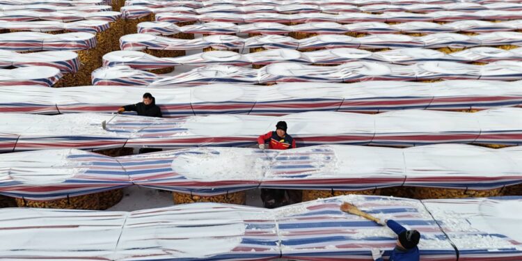 Inside China’s push to feed 1.4 billion people without U.S. crops