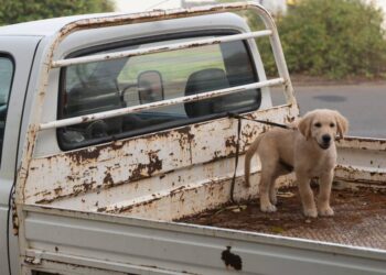 After boasting about how much workers earn, the Tech Council flipped the script, arguing they’re paid to not compete