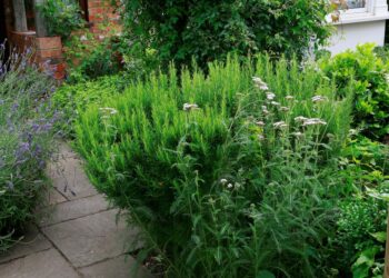 Landscaping Under Pressure: How New Water Restrictions Are Redefining Curb Appeal for U.S. Homeowners