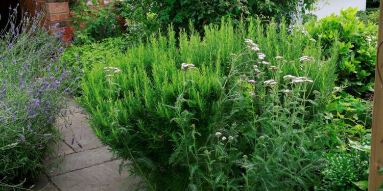 Landscaping Under Pressure: How New Water Restrictions Are Redefining Curb Appeal for U.S. Homeowners