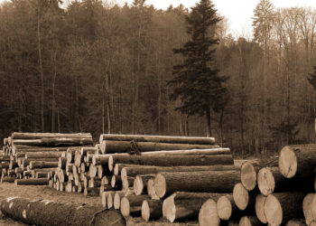 Forestry and Related Products: Why Location Mistakes Are So Hard to Undo