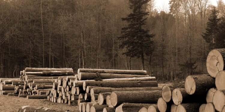 Forestry and Related Products: Why Location Mistakes Are So Hard to Undo
