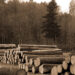 Forestry and Related Products: Why Location Mistakes Are So Hard to Undo
