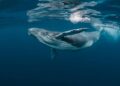 Bitcoin Whale-Retail Delta Drops To ETF-Era Lows As Smart Money Turns Cautious