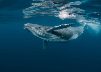 Bitcoin Whale-Retail Delta Drops To ETF-Era Lows As Smart Money Turns Cautious