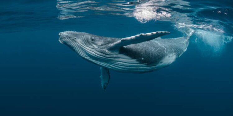 Bitcoin Whale-Retail Delta Drops To ETF-Era Lows As Smart Money Turns Cautious