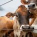 U.S. confirms second Texas screwworm case