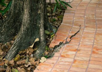 Your Tree Roots Could Cost You $5,000 This Summer If You’re Not Careful