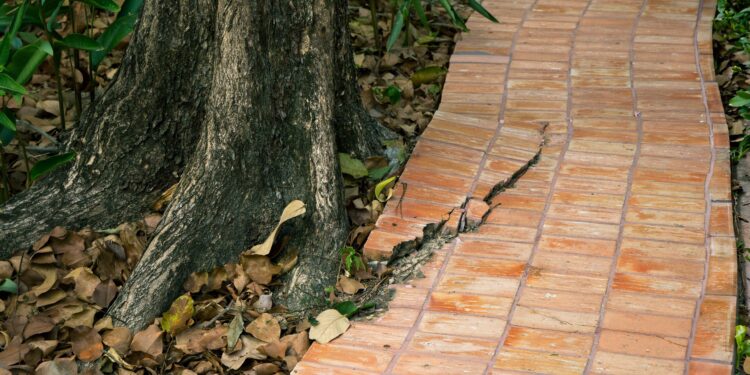 Your Tree Roots Could Cost You $5,000 This Summer If You’re Not Careful