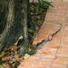 Your Tree Roots Could Cost You $5,000 This Summer If You’re Not Careful