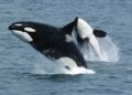 DEXE Defies Market Slump With Record Whale Transactions and User Growth