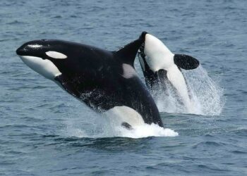 DEXE Defies Market Slump With Record Whale Transactions and User Growth