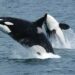 DEXE Defies Market Slump With Record Whale Transactions and User Growth