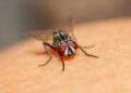 How a Housefly Predicted the World Cup 2026 Final