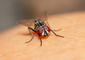 How a Housefly Predicted the World Cup 2026 Final