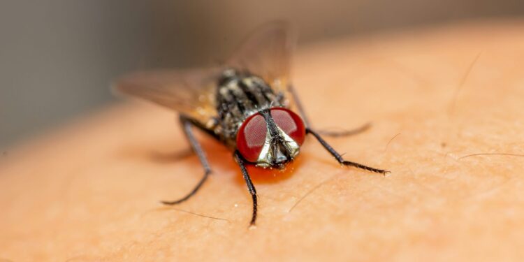 How a Housefly Predicted the World Cup 2026 Final