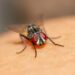 How a Housefly Predicted the World Cup 2026 Final
