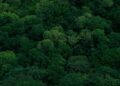 Understanding Random Forest