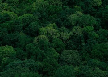 Understanding Random Forest