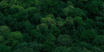 Understanding Random Forest