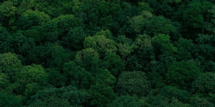 Understanding Random Forest